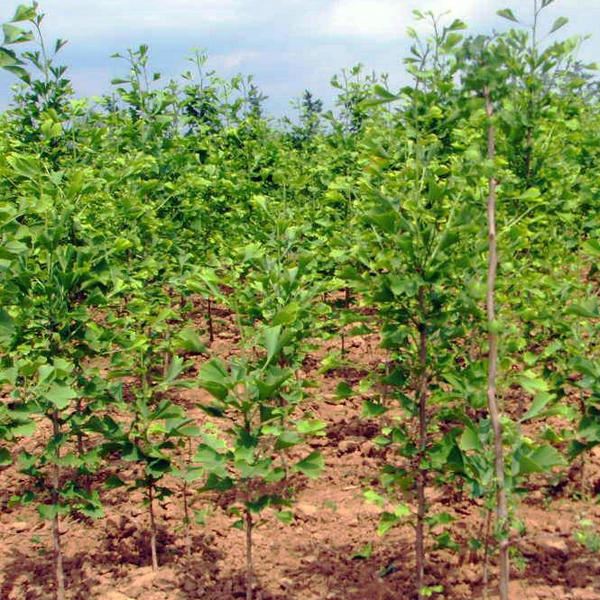 plant (4)_
