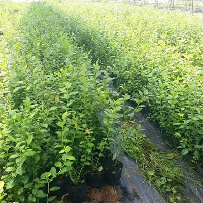 شتلات التوت