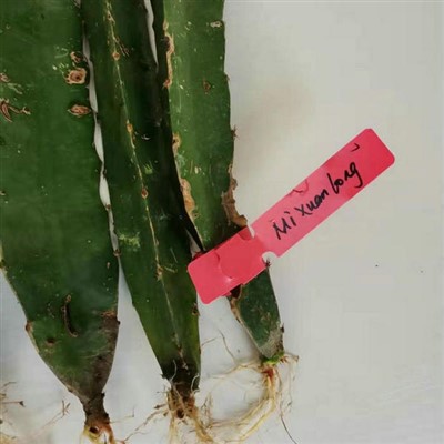 شتلات فاكهة التنين