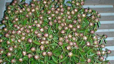 قطع زهور الفاوانيا