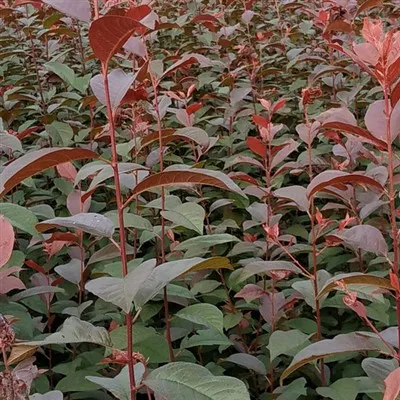 شتلات البرقوق ذات الأوراق الأرجوانية